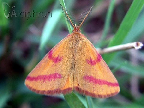 Lythria purpuraria