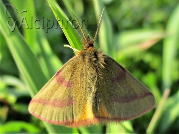 Lythria purpuraria