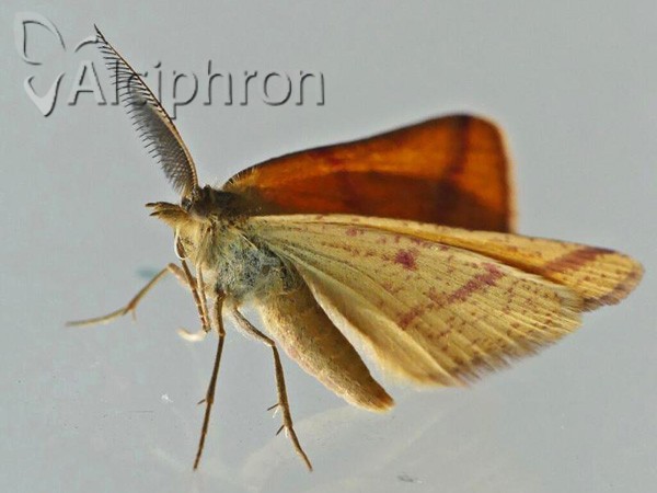 Lythria purpuraria