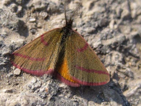 Lythria purpuraria