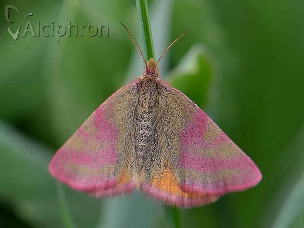 Lythria purpuraria