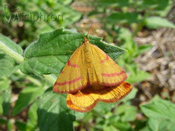 Lythria purpuraria