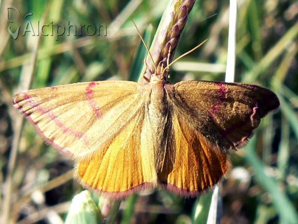 Lythria purpuraria