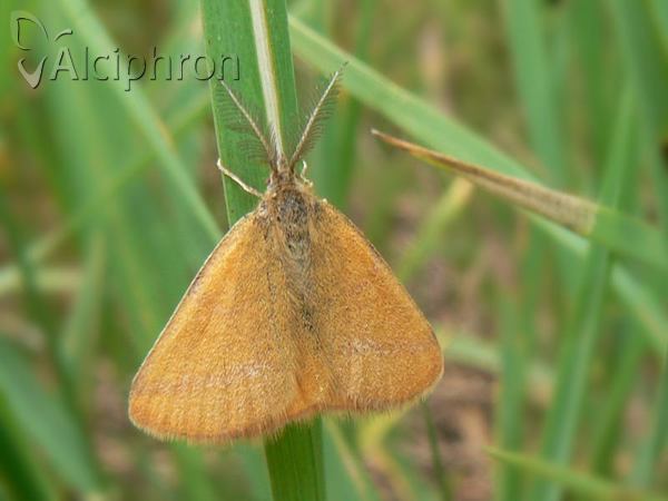Lythria purpuraria
