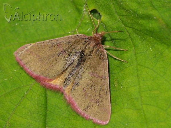 Lythria purpuraria