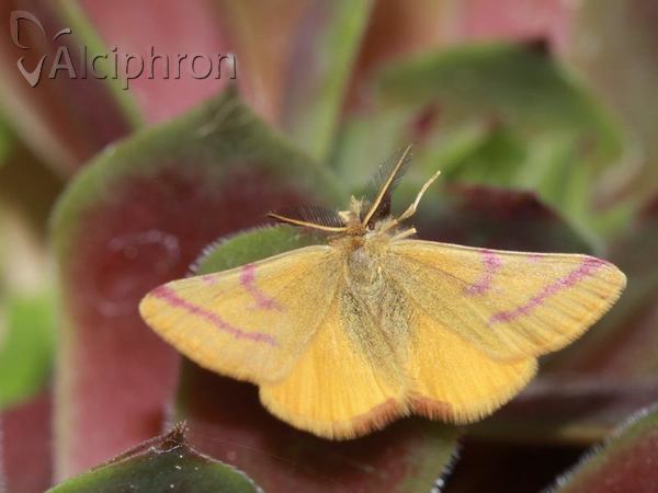 Lythria purpuraria