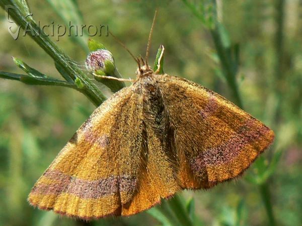 Lythria cruentaria