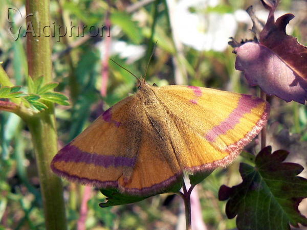 Lythria cruentaria
