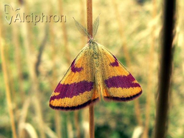 Lythria cruentaria