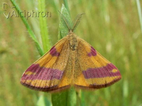 Lythria cruentaria