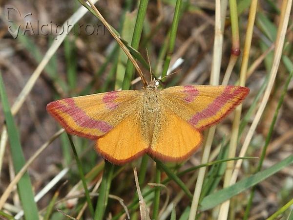 Lythria cruentaria