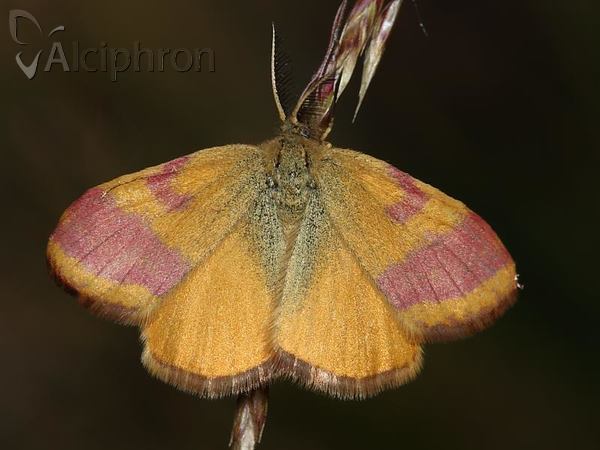 Lythria cruentaria