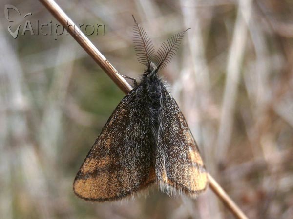 Lythria cruentaria