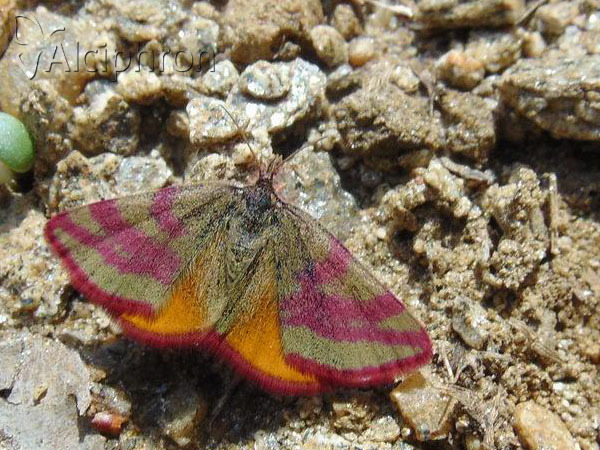 Lythria cruentaria