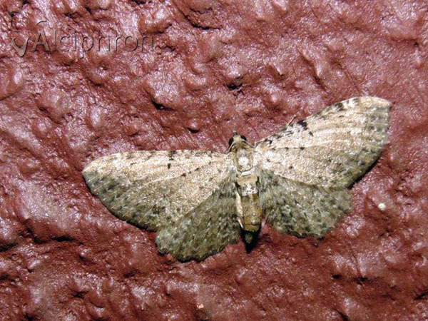 Anticollix sparsata