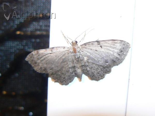 Anticollix sparsata