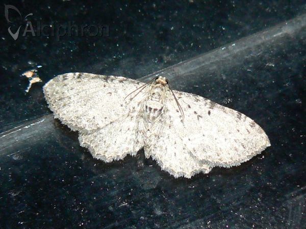 Anticollix sparsata