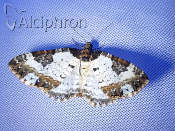 Melanthia procellata
