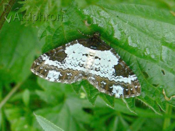 Melanthia procellata