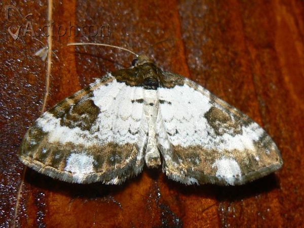 Melanthia procellata