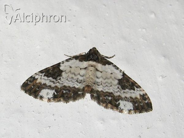 Melanthia procellata