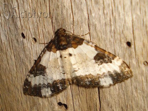 Melanthia procellata