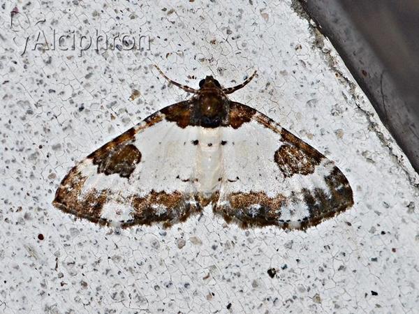 Melanthia procellata