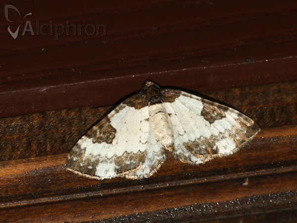 Melanthia procellata