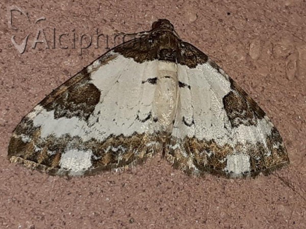 Melanthia procellata