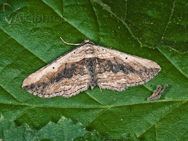 Horisme vitalbata