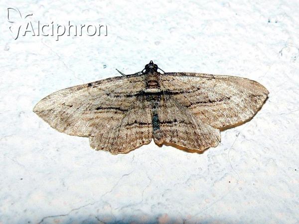 Horisme corticata