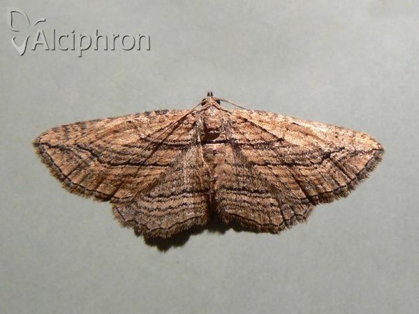 Horisme corticata