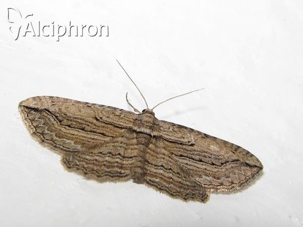 Horisme corticata