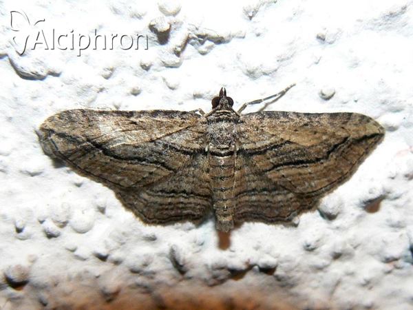 Horisme corticata