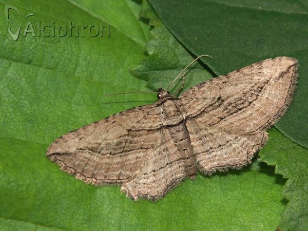 Horisme corticata