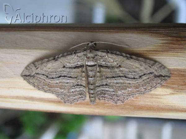 Horisme corticata