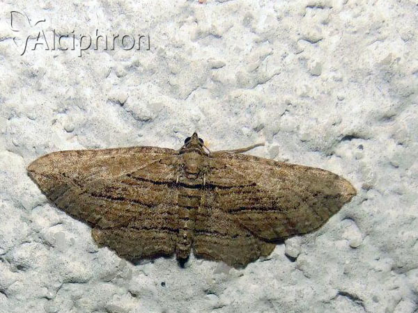 Horisme corticata
