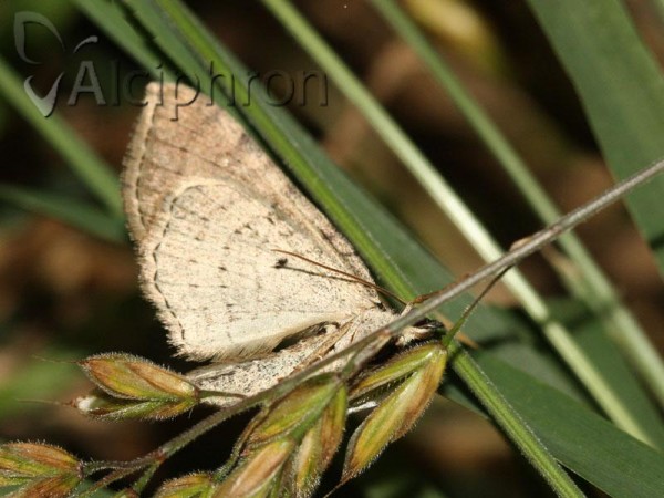 Horisme corticata