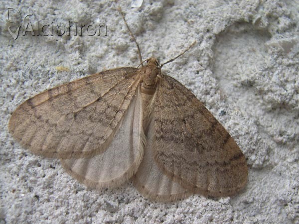 Operophtera fagata