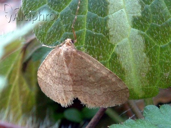 Operophtera fagata