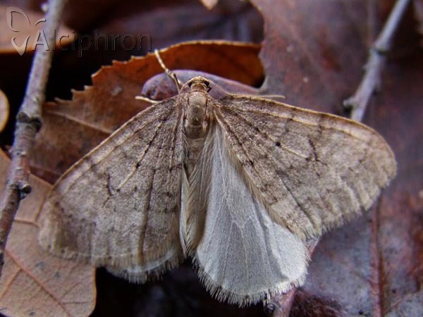 Operophtera fagata