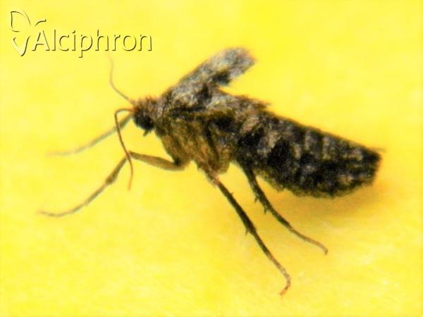 Operophtera fagata