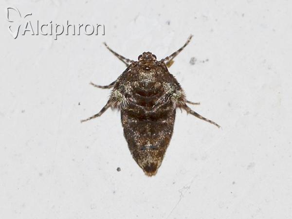 Operophtera fagata