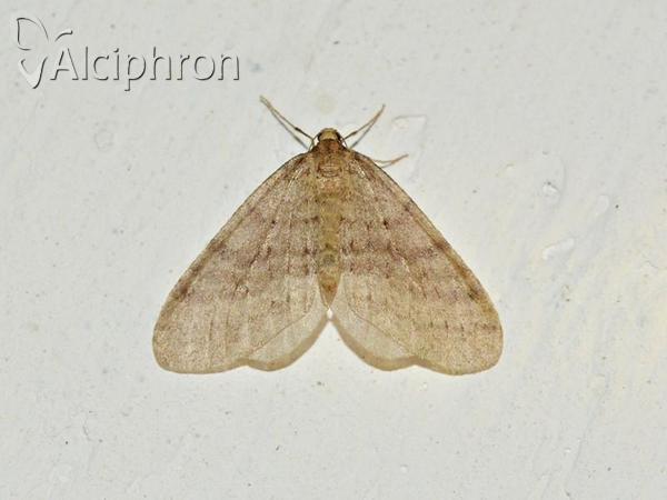Operophtera fagata