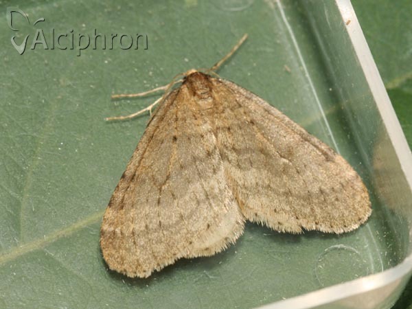 Operophtera brumata
