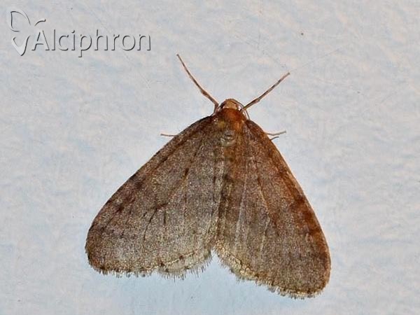 Operophtera brumata