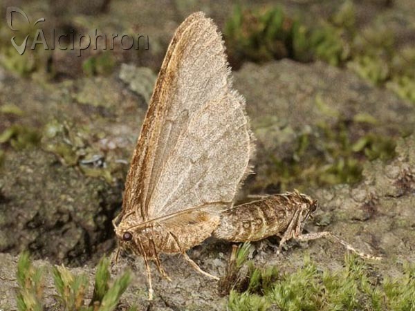 Operophtera brumata