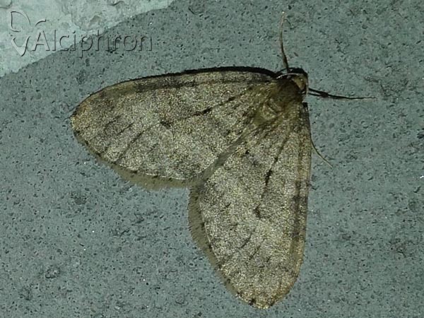 Operophtera brumata