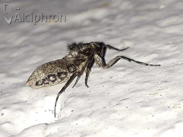 Operophtera brumata