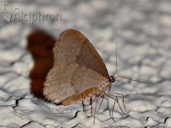 Operophtera brumata